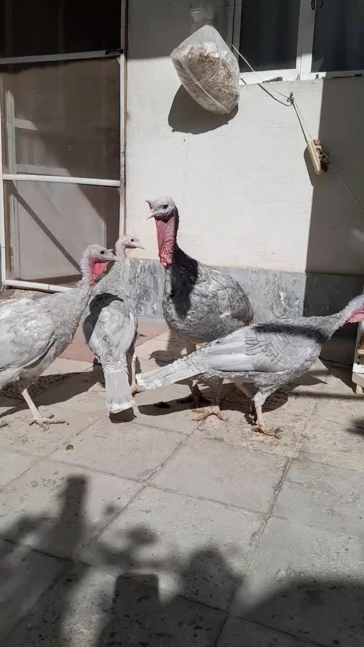 بوقلمون اسلیت|حیوانات مزرعه|تهران, استاد معین|دیوار