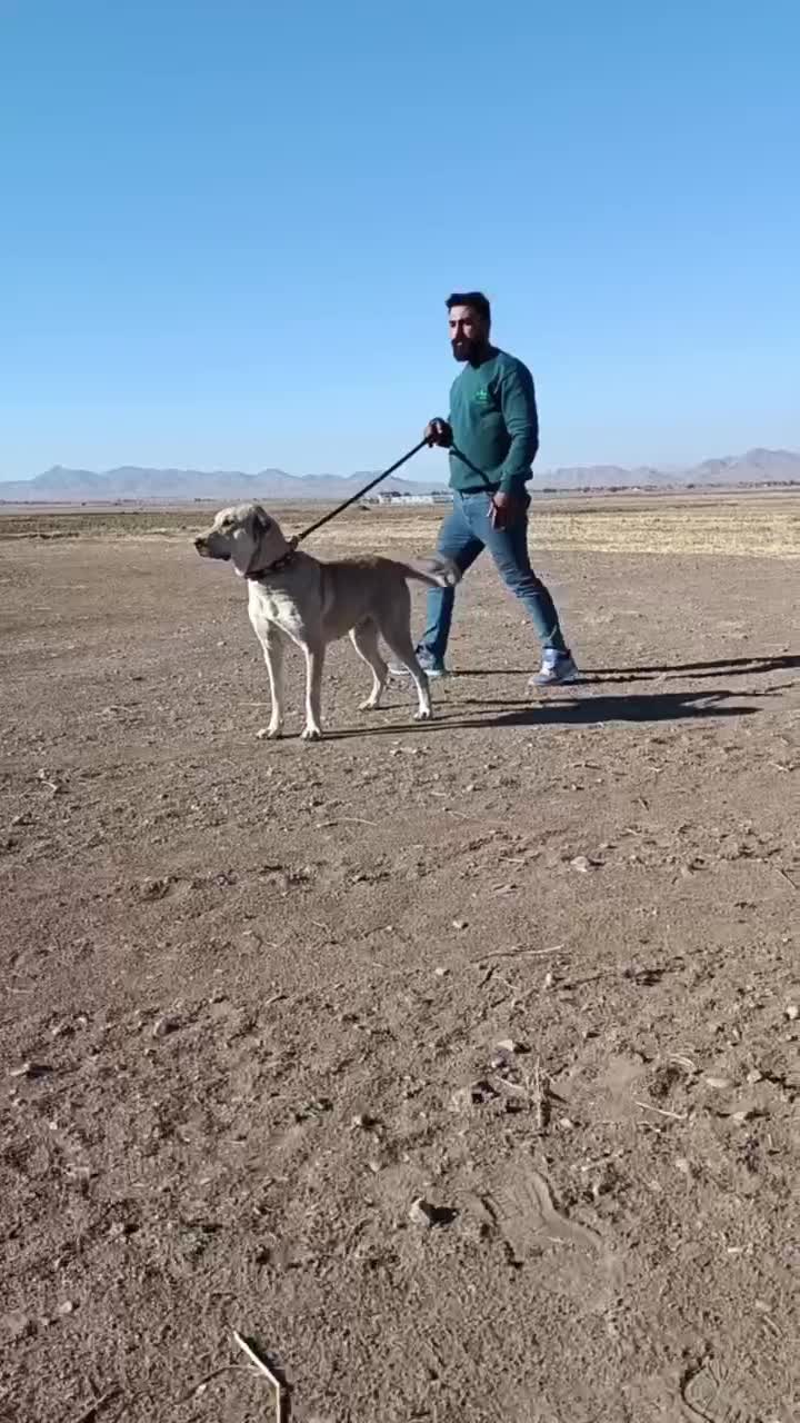 ماده پژدر|سگ|خمین, |دیوار