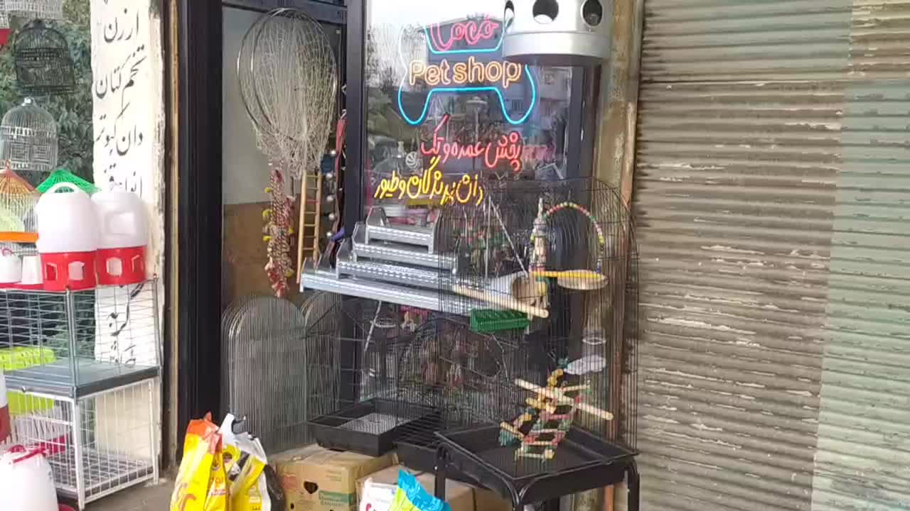 پرنده  سگ، گربه، خرگوش|پرنده|لاهیجان, کوی زمانی|دیوار