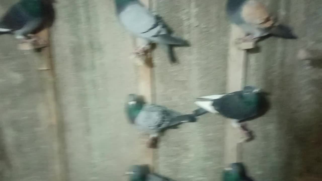 7تا نر زرنگ پلاکی خوب برای فروش|پرنده|فراشبند, |دیوار