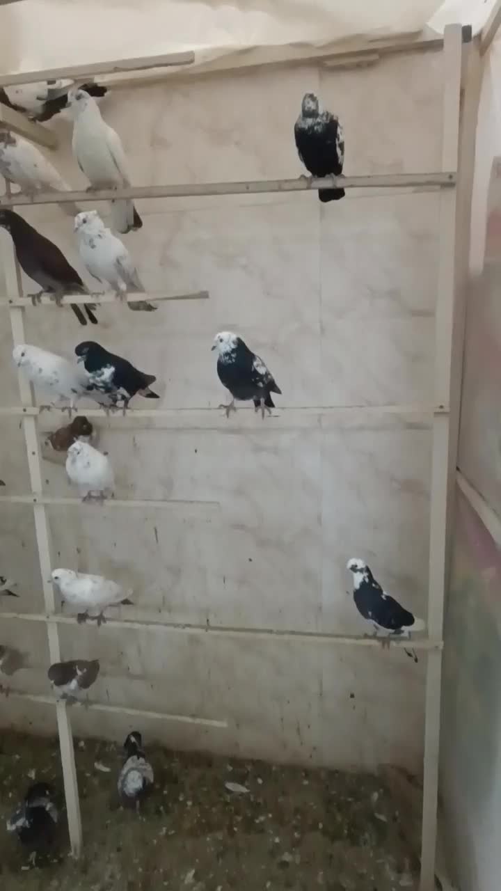 کبوتر|پرنده|ارومیه, |دیوار