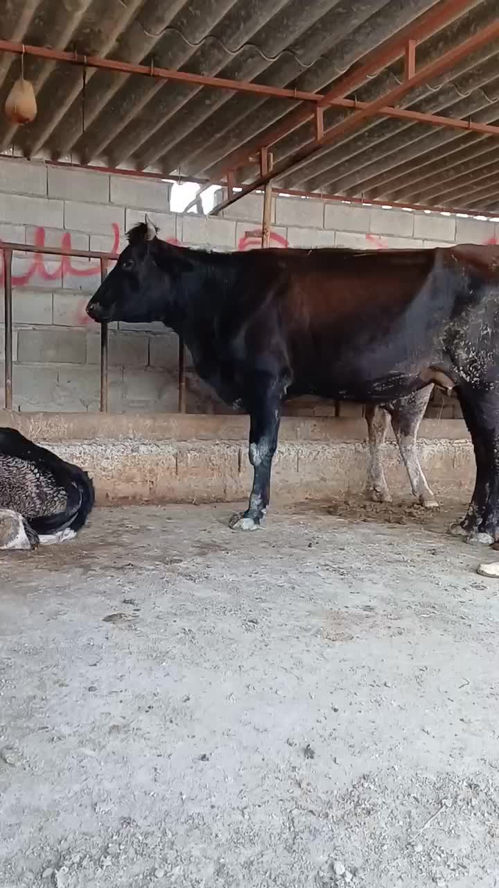 تلیسه شیری شکم اول دو دندان گاو گوساله|حیوانات مزرعه|گمیشان, |دیوار