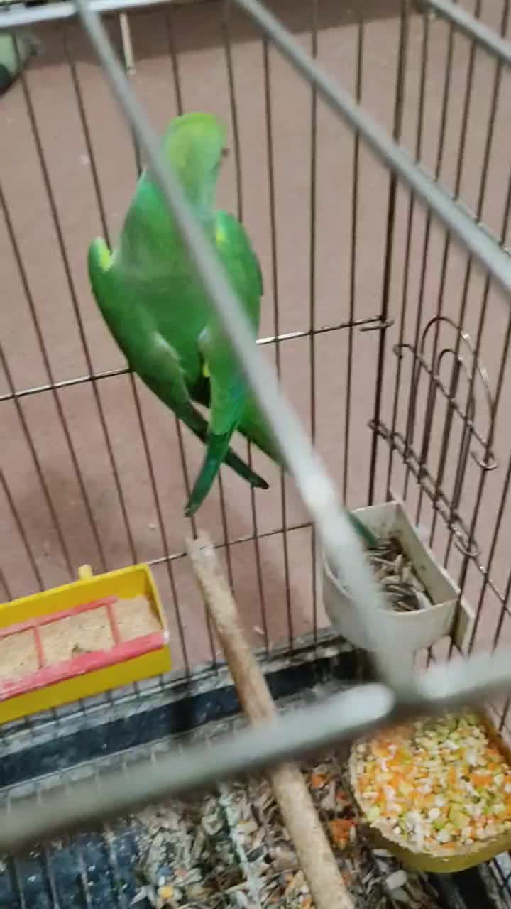 طوطی ملنگو سبزماده|پرنده|آبادان, |دیوار