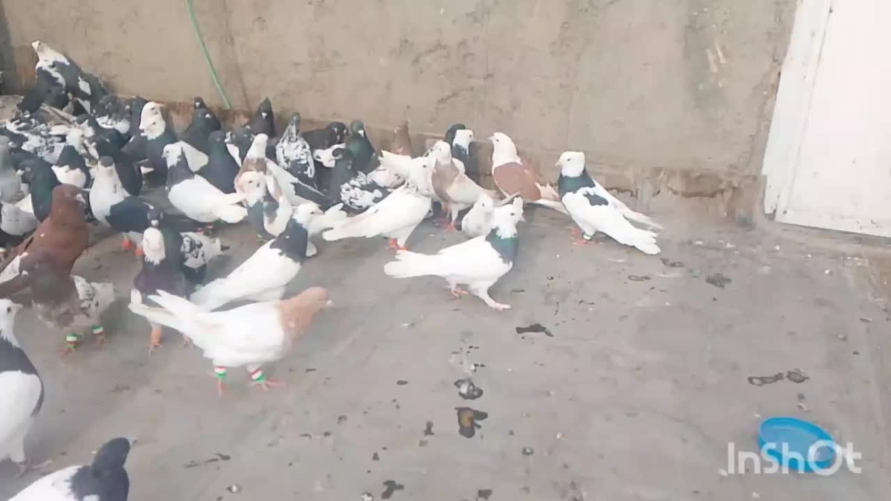 کفتر|پرنده|مشهد, شهید معقول|دیوار