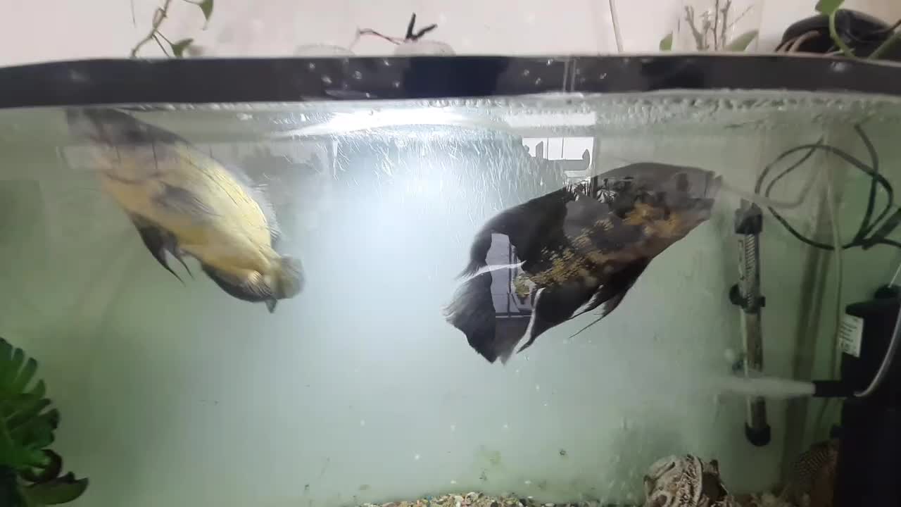 ماهی اسکار مولد|ماهی|ماهدشت, |دیوار