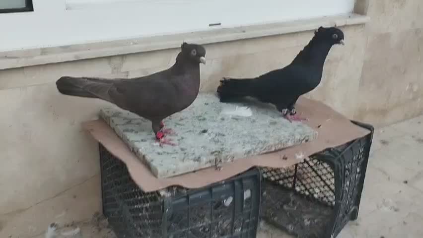 کبوتر چشم و نوک سفید|پرنده|میاندوآب, |دیوار