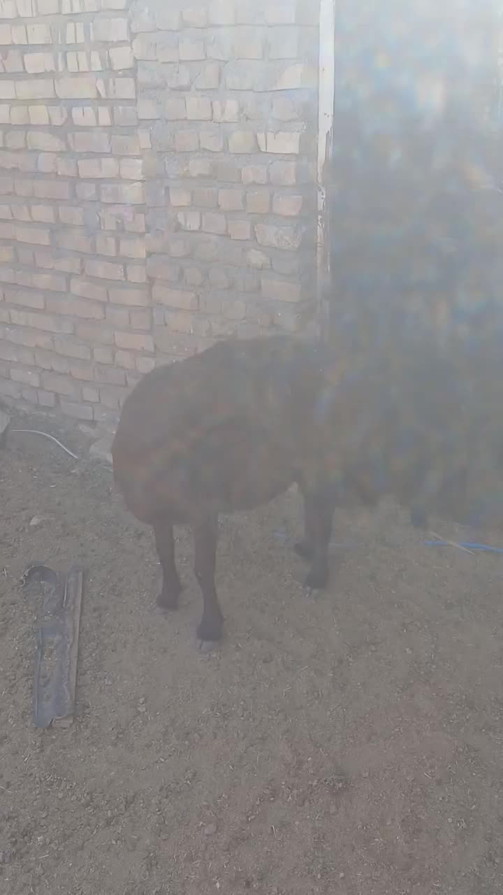 ۴۰ راس کاور و کاور بره تخمی|حیوانات مزرعه|تربت‌حیدریه, حاجی یار‎|دیوار