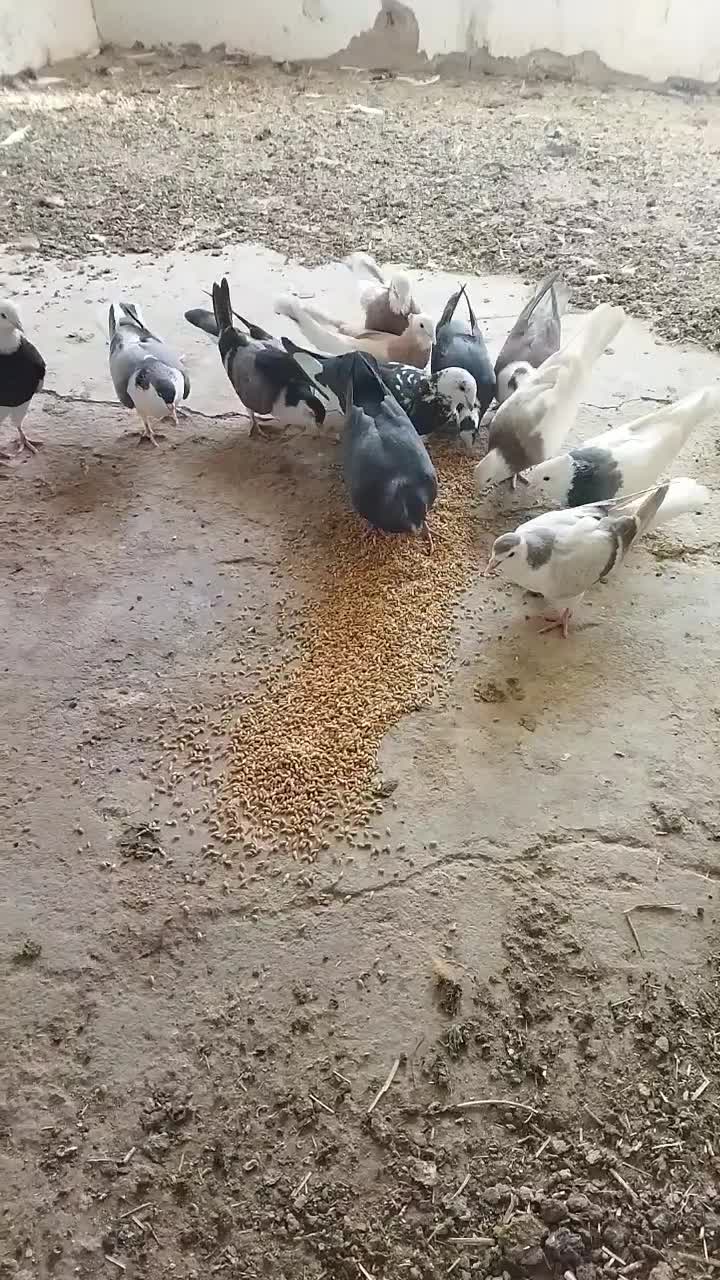 کبوتر، مرغ و خروس|حیوانات مزرعه|طبس, |دیوار