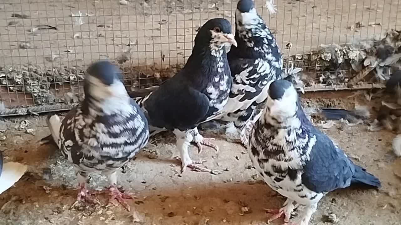 چندعددساده افشونی گل سرخ نرماده|پرنده|بردسکن, |دیوار