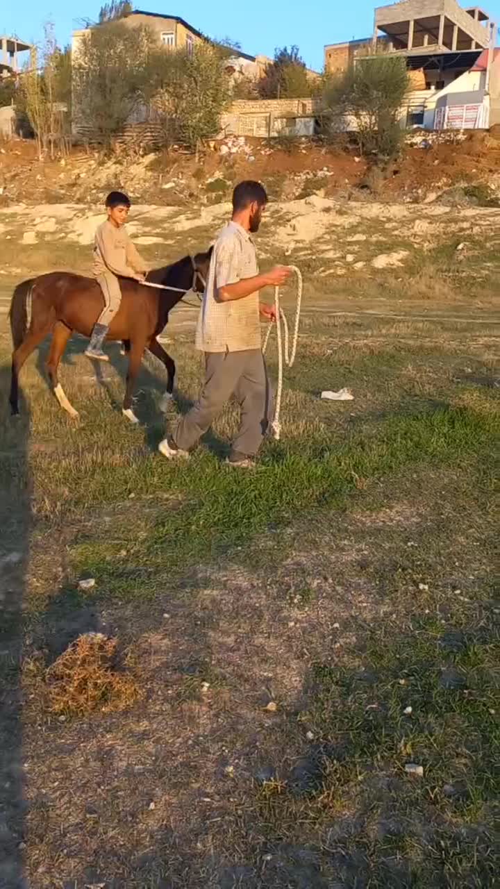 اسب کرد|حیوانات مزرعه|اردبیل, |دیوار