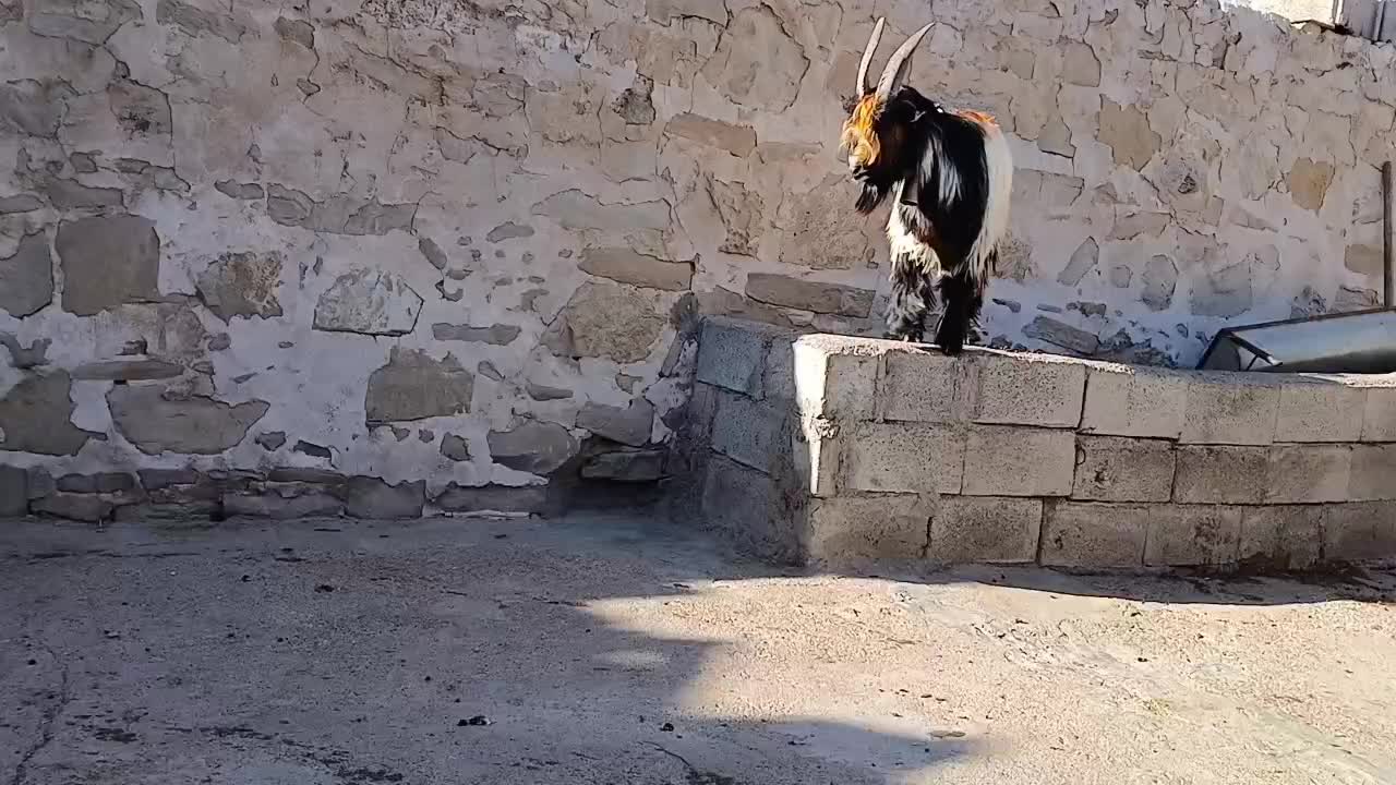 بیگ نر|حیوانات مزرعه|مسجد سلیمان, |دیوار