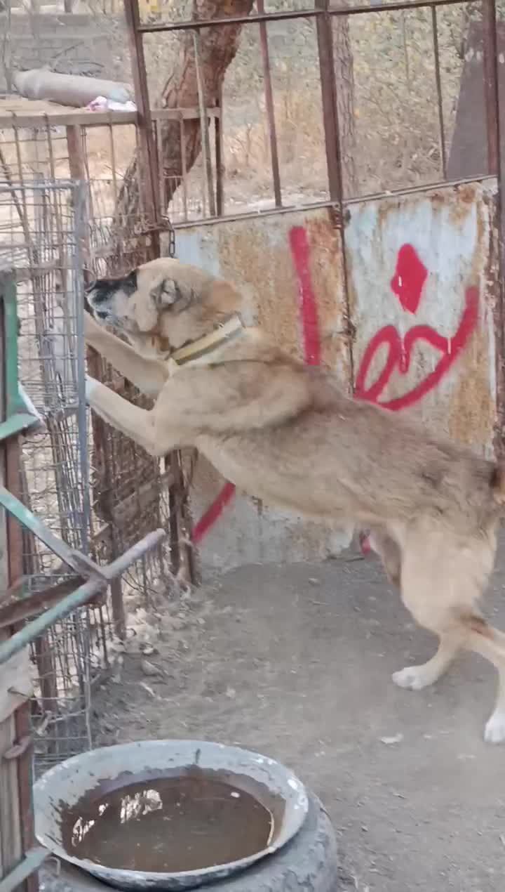 سگ افغان نگهبان|سگ|کرج, انبار مپنا|دیوار