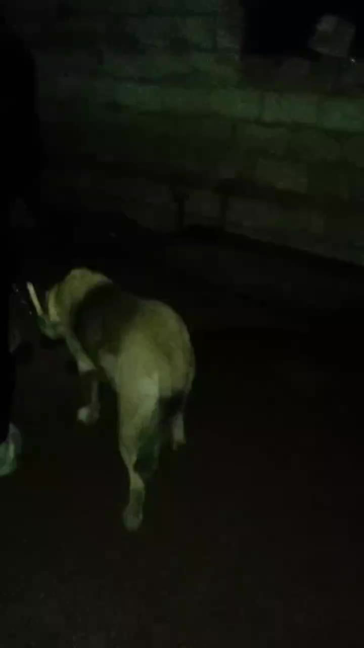 سرابب|سگ|مرند, |دیوار