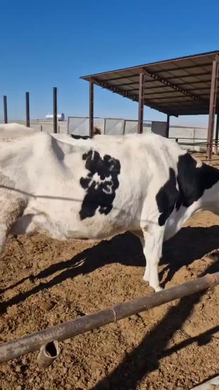 یک رس گاواوستن|حیوانات مزرعه|گلبهار, شهر جدید گلبهار|دیوار