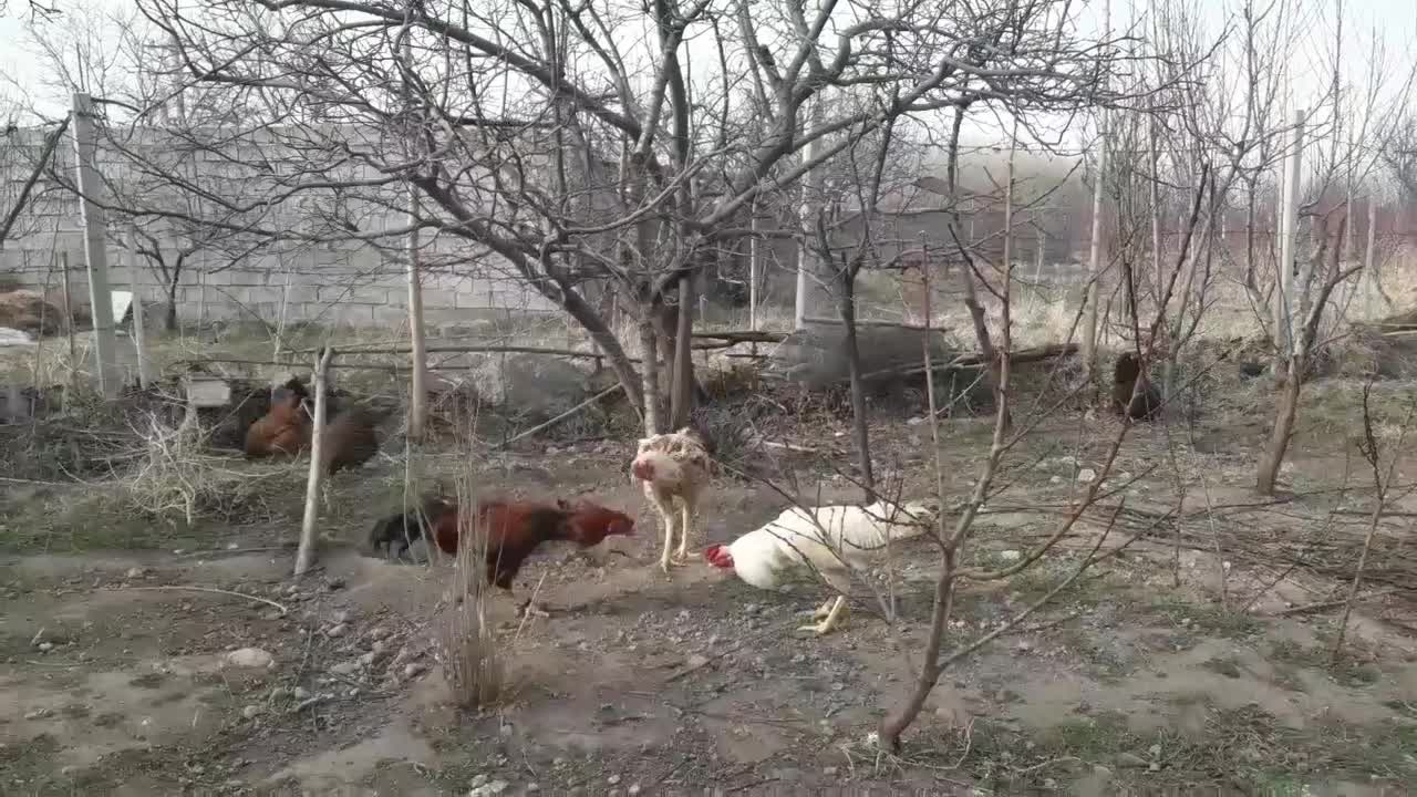 خروس|حیوانات مزرعه|مشگین شهر, |دیوار