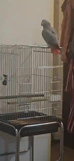 کاسکو دم قرمزی|پرنده|همدان, |دیوار