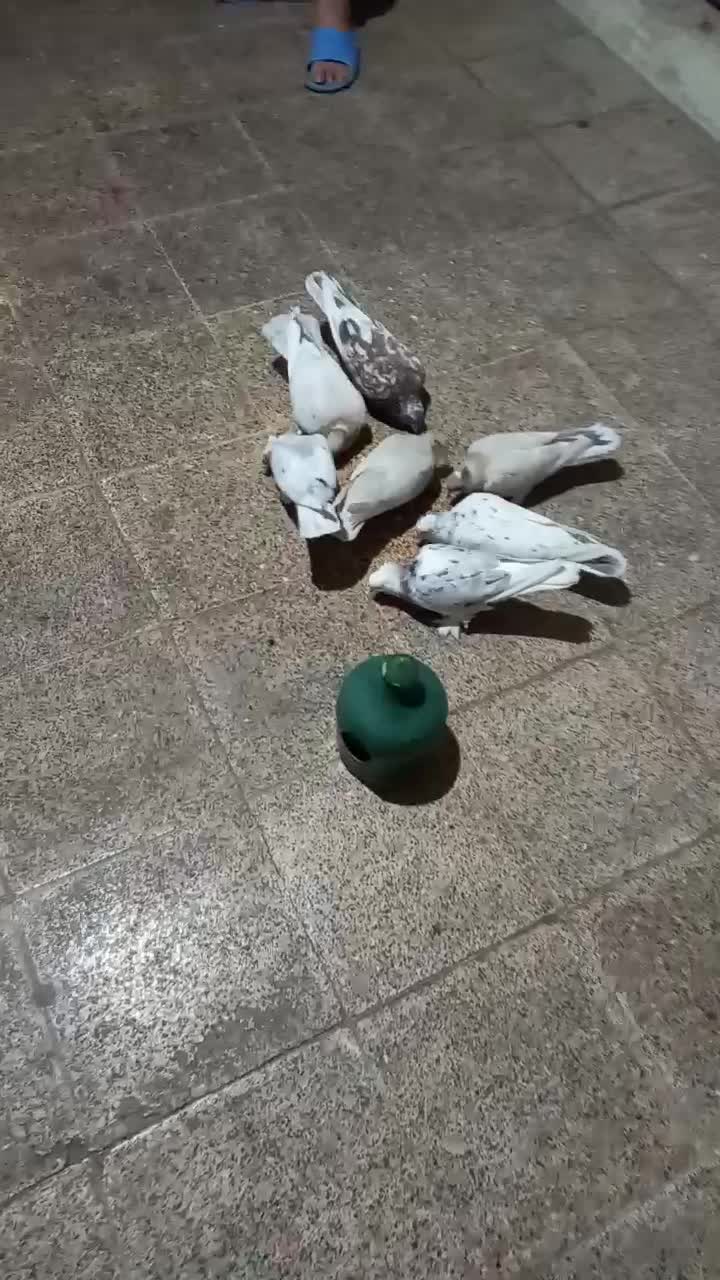 کبوتر|پرنده|تهران, سبلان (لشگر)|دیوار