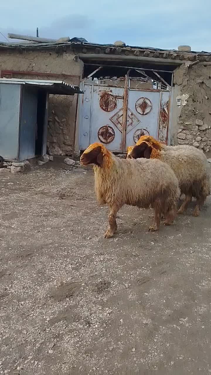 قوچ و بره قوچ|حیوانات مزرعه|گهواره, |دیوار