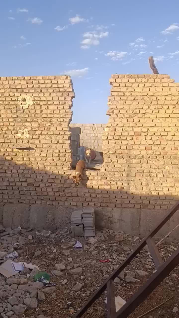 سگ پاکوتاه فروشی معاوضه هم دارم|سگ|طبس, |دیوار