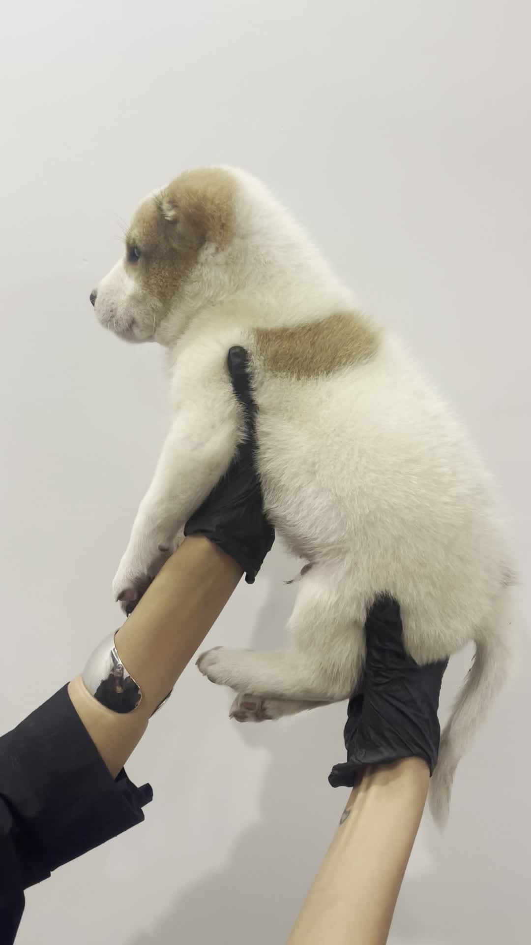 سگ آلابای|سگ|تهران, آجودانیه|دیوار