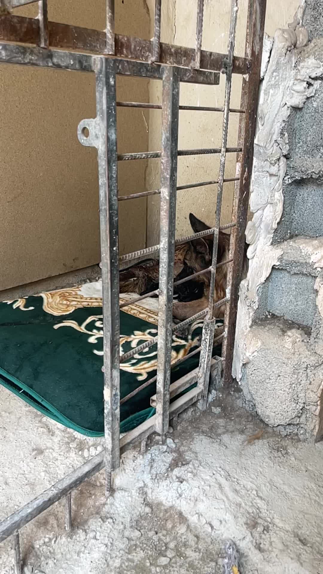 ماده ژرمن|سگ|رباطکریم, وهن آباد|دیوار