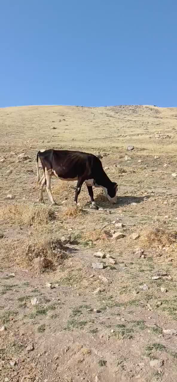 گاو|حیوانات مزرعه|کرمانشاه, |دیوار