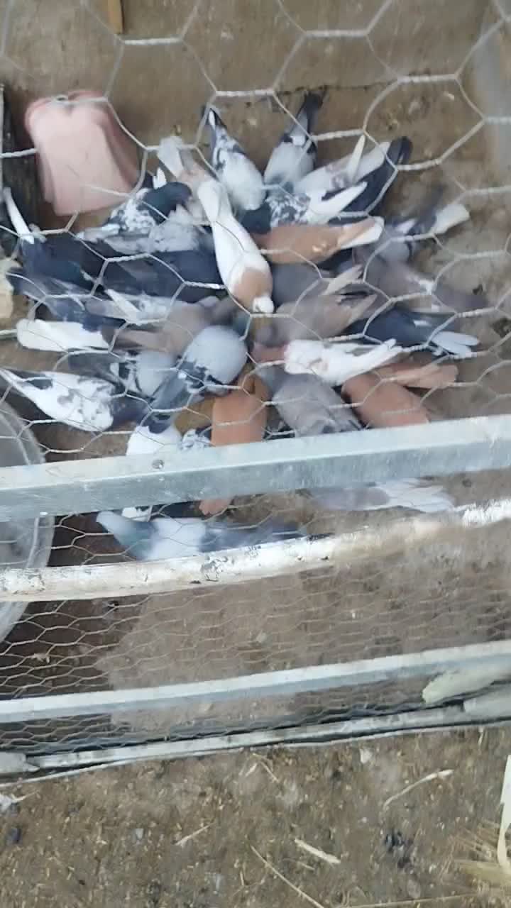 دس کفتری جفتی و نر چاشنی بازی کفتر خوب|پرنده|صدرا-فارس, فاز ۱|دیوار