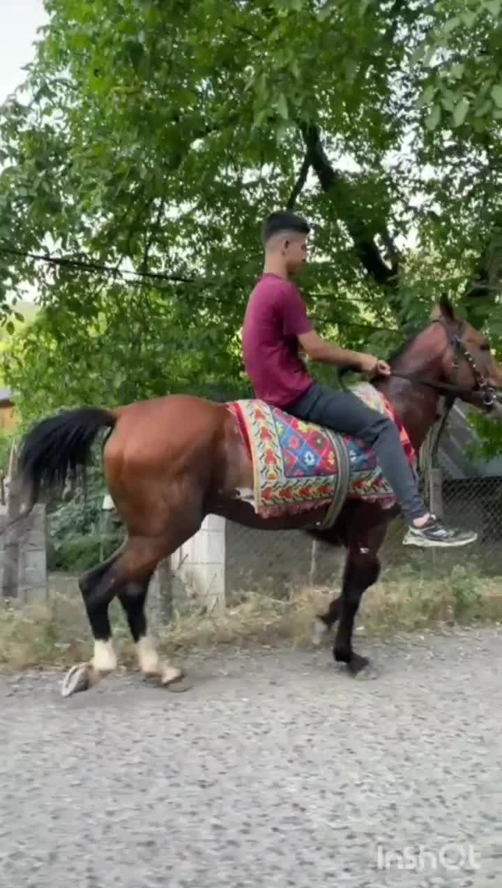 اسب محلی 8 سال|اسب و تجهیزات اسب‌سواری|ماسال, |دیوار