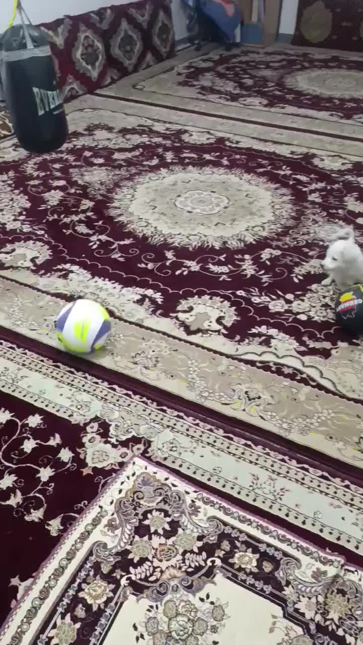 سگ pamer|سگ|تهران, جمهوری|دیوار