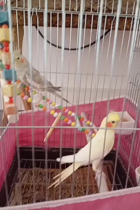 عروس هلندی مولد|پرنده|دامغان, |دیوار