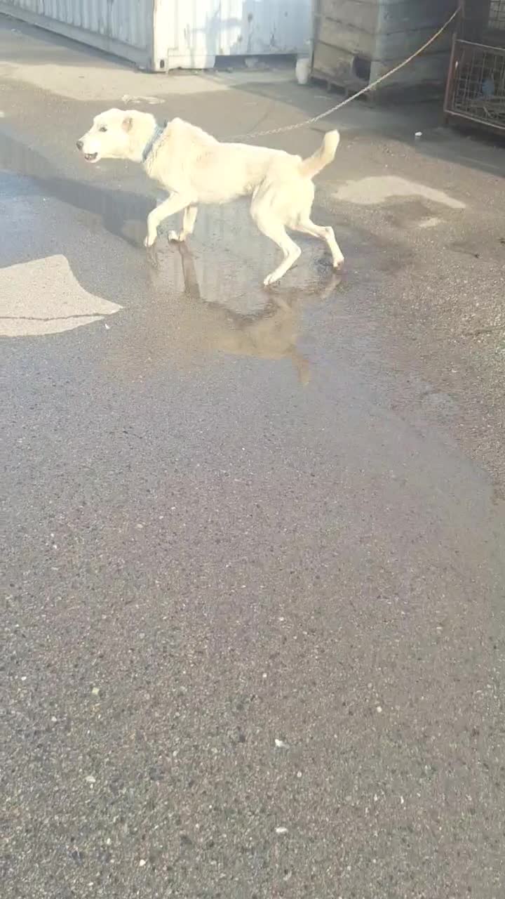 واگذاری سگ گله و نگهبان|سگ|مشهد, میان ولایت|دیوار