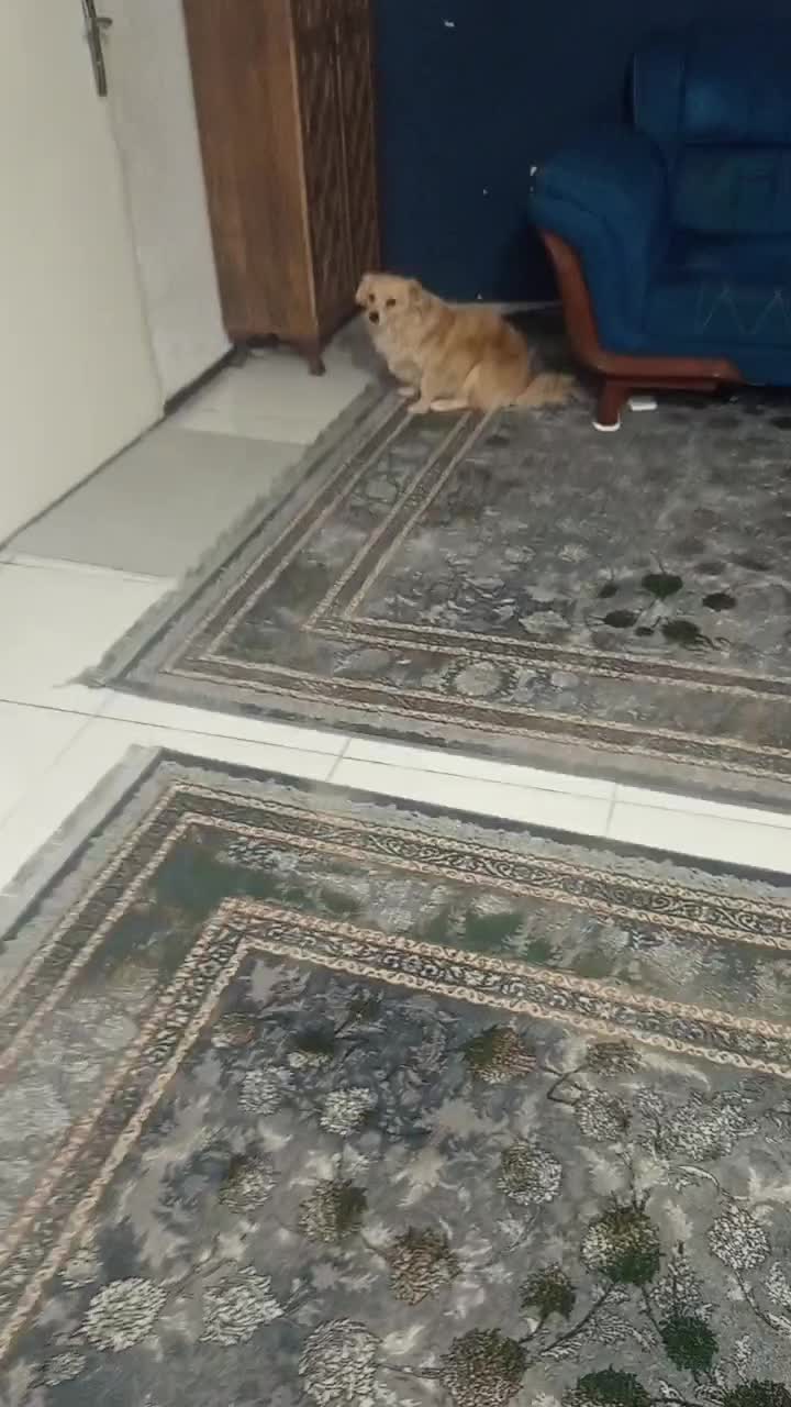 سگ پامر 11ماهه|سگ|اسلام‌شهر, شهرک سعیدیه|دیوار