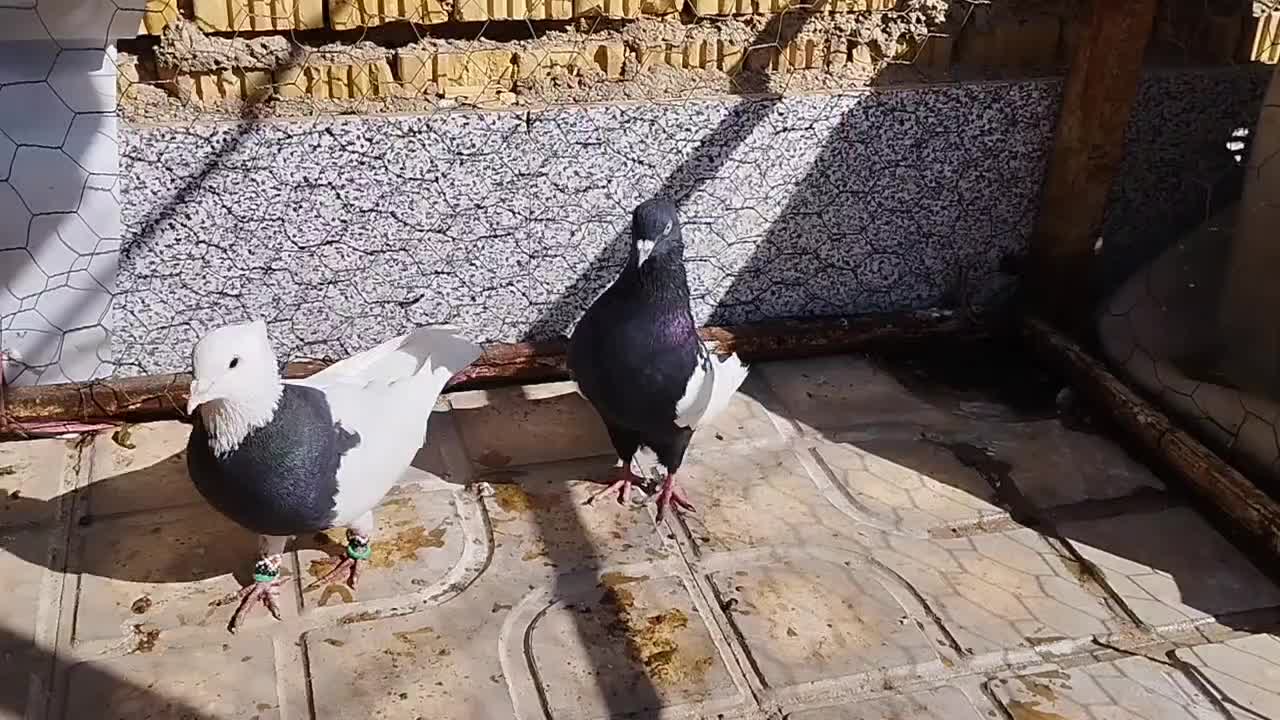 سینه سیاه نر|پرنده|ارسنجان, |دیوار