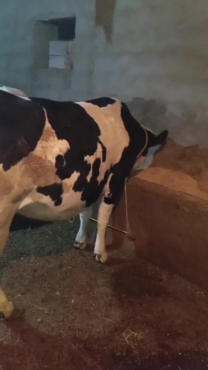 گاو سیمنتال آبستن|حیوانات مزرعه|نوشین شهر, |دیوار