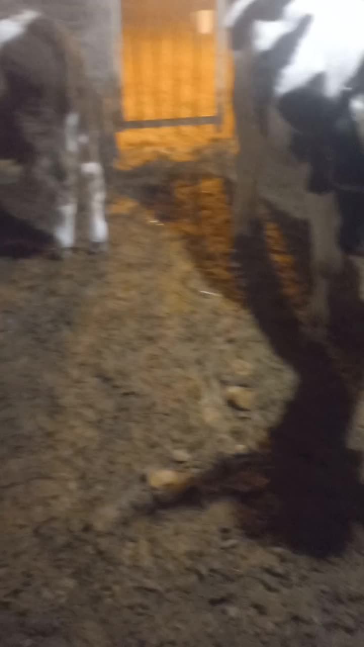 گوساله نره|حیوانات مزرعه|سربند, |دیوار