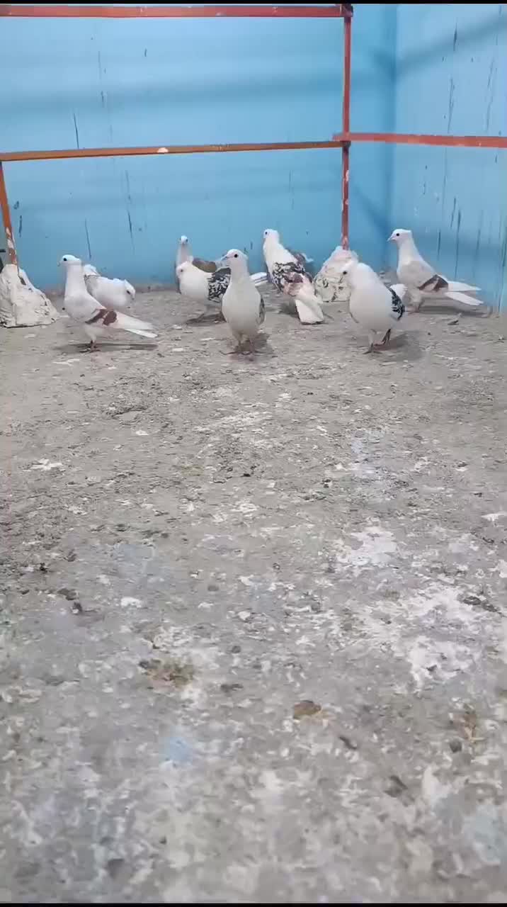 دوکت پلنگ لرستان پشتار|پرنده|قم, قلعه کامکار|دیوار