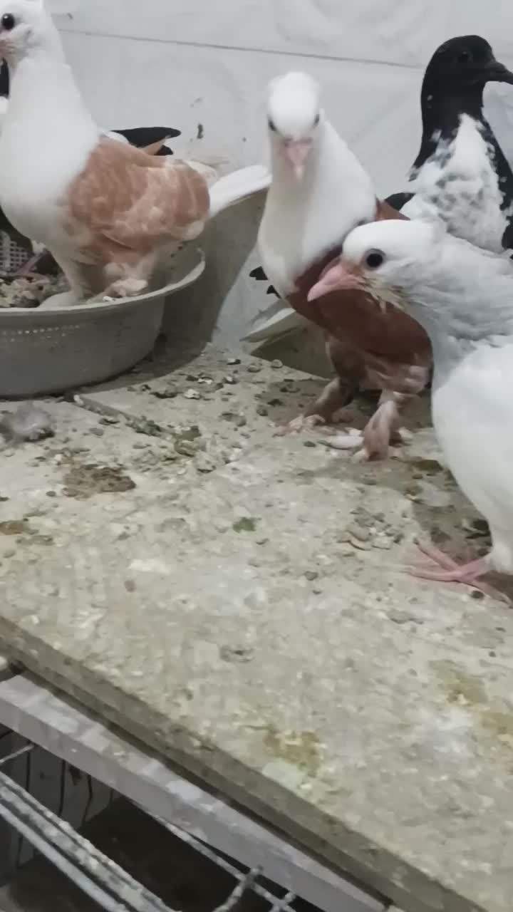 دمسفید کلاغ کاکلی طوقی ابلق دمسفید|پرنده|چناران, |دیوار