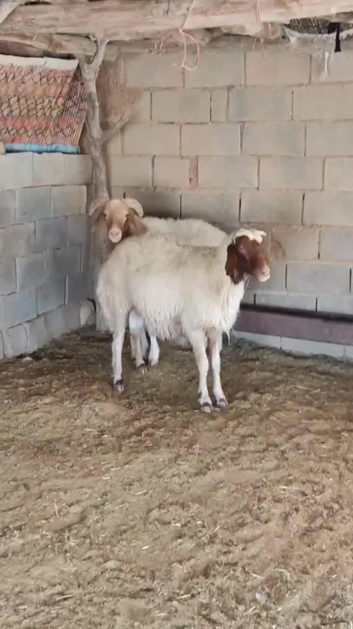 ورن قوچ|حیوانات مزرعه|مهران (ایلام), |دیوار