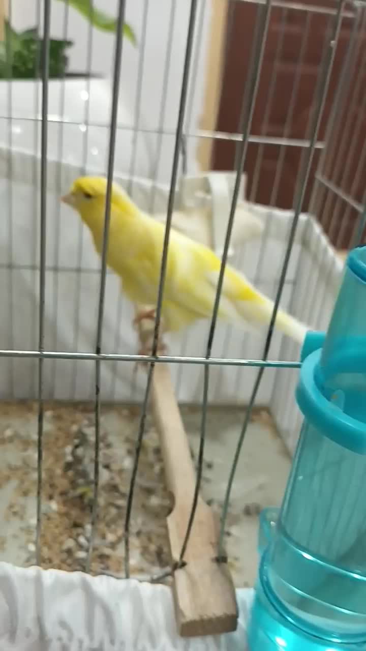 قناری ماده رسمی بلند|پرنده|لاهیجان, بازکیاگوراب|دیوار