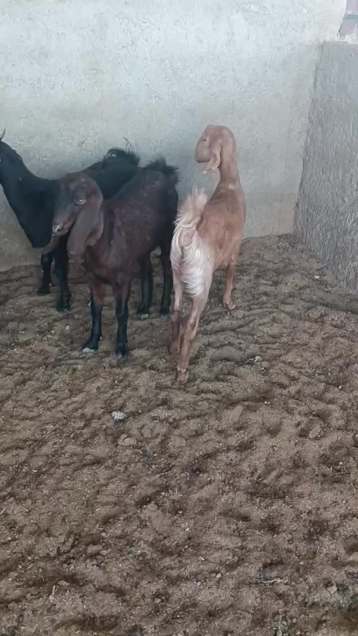 بزغاله دورگ سبک|حیوانات مزرعه|بیرجند, |دیوار