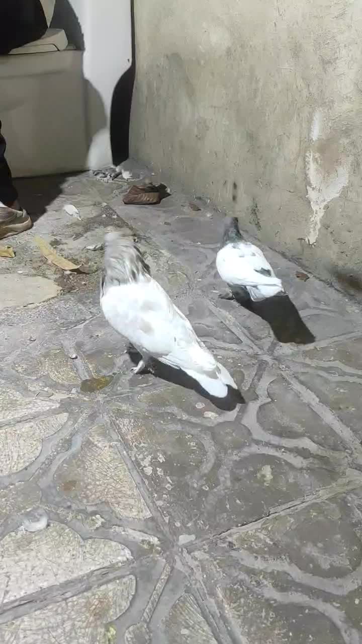 کفتر|پرنده|شیراز, گلشن|دیوار