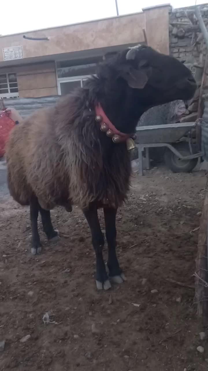 قوچ  میش   بز   بره   سگ|حیوانات مزرعه|چنارود, |دیوار