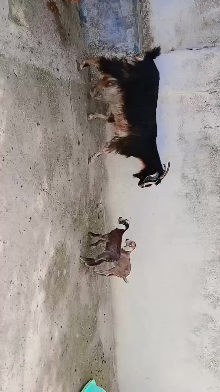 بز جوان همراه دو بزغاله دوقلو نر|حیوانات مزرعه|فاضل آباد, |دیوار