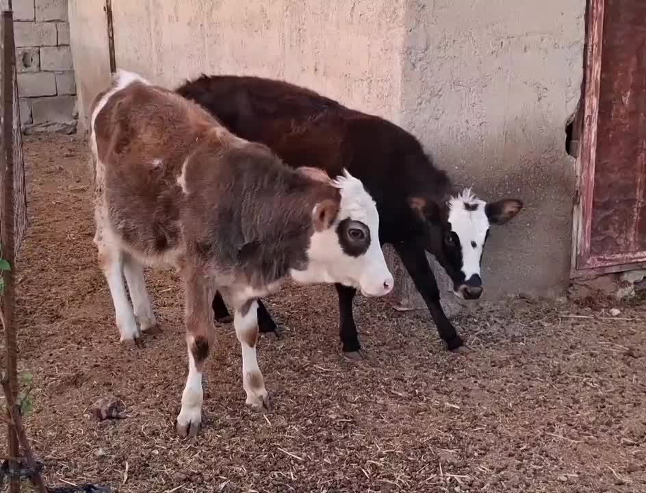 دو راس گوساله ماده سیمینتال|حیوانات مزرعه|دره شهر, |دیوار