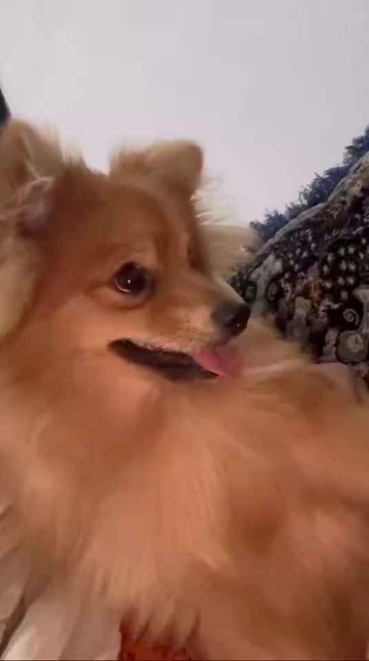 واگذاری سگ|سگ|بندرعباس, |دیوار