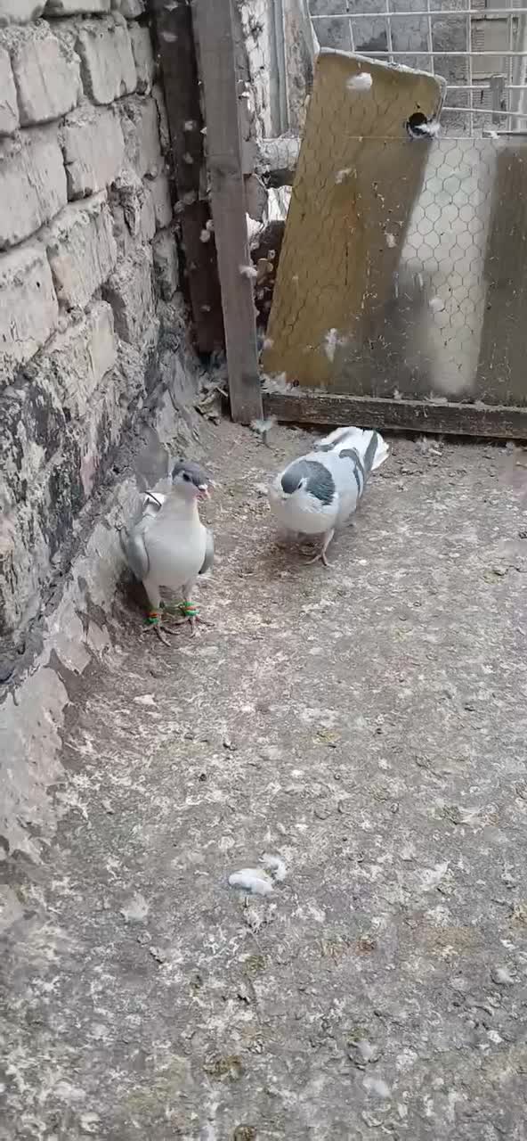 خوشرنگ سبزکاکلی نرماده|پرنده|لنجان, |دیوار