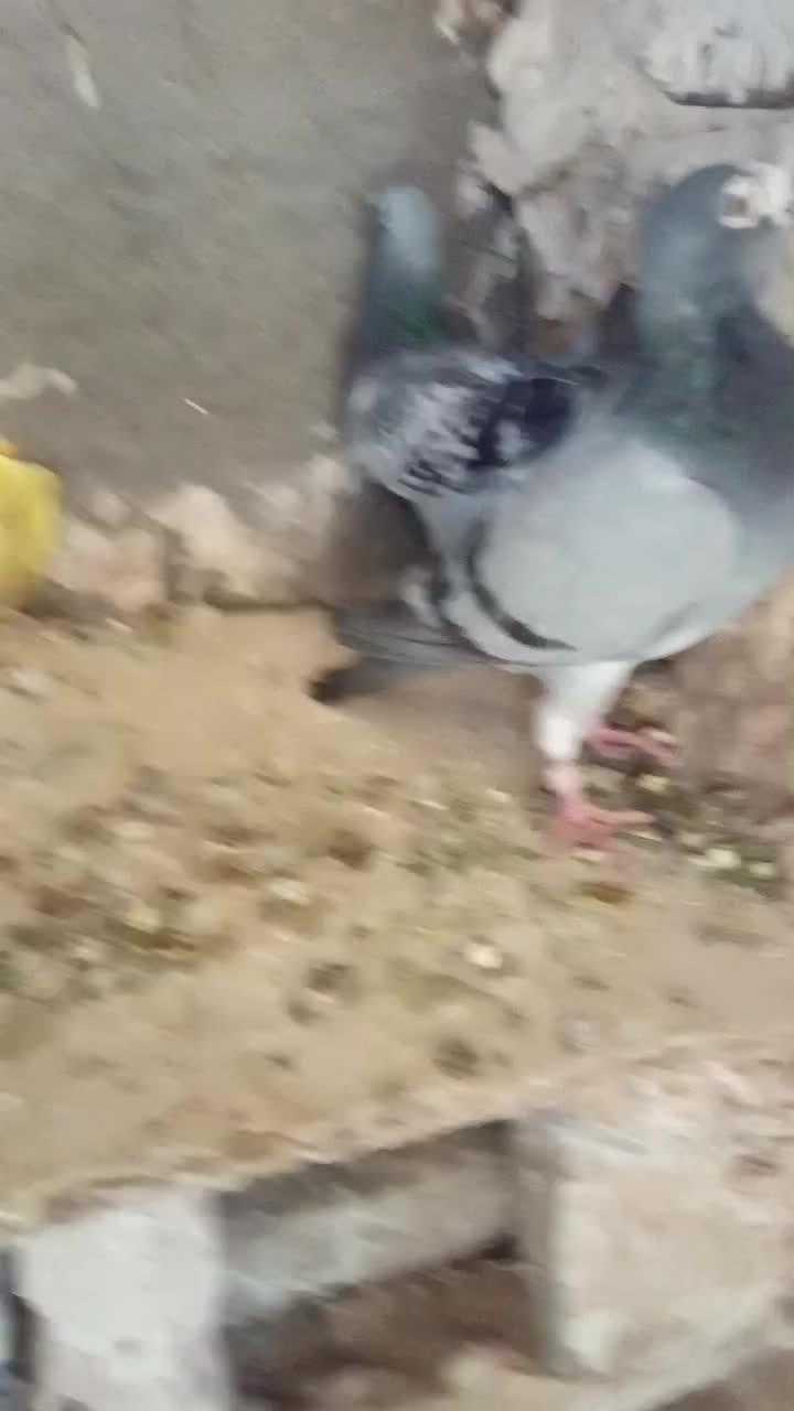 کبوتر|پرنده|تربت‌حیدریه, جانبازان|دیوار