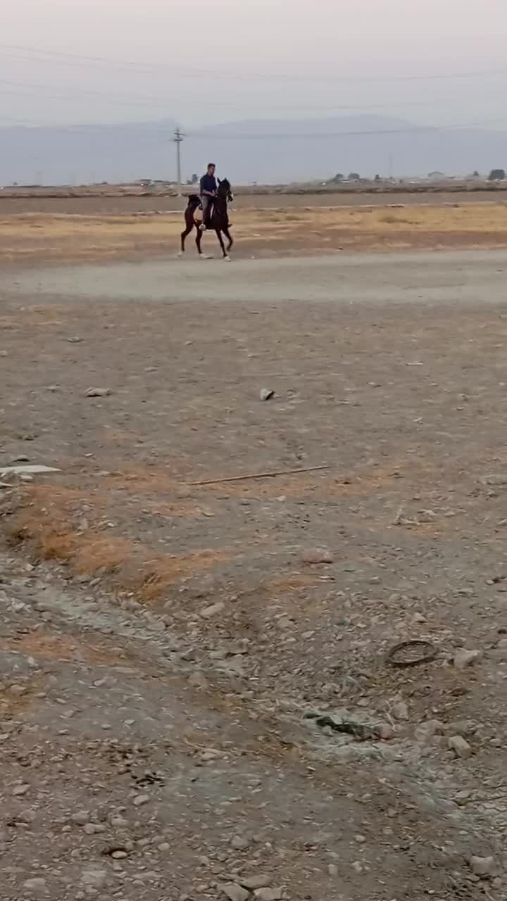 مادیان|اسب و تجهیزات اسبسواری|مرودشت, مجد آباد|دیوار