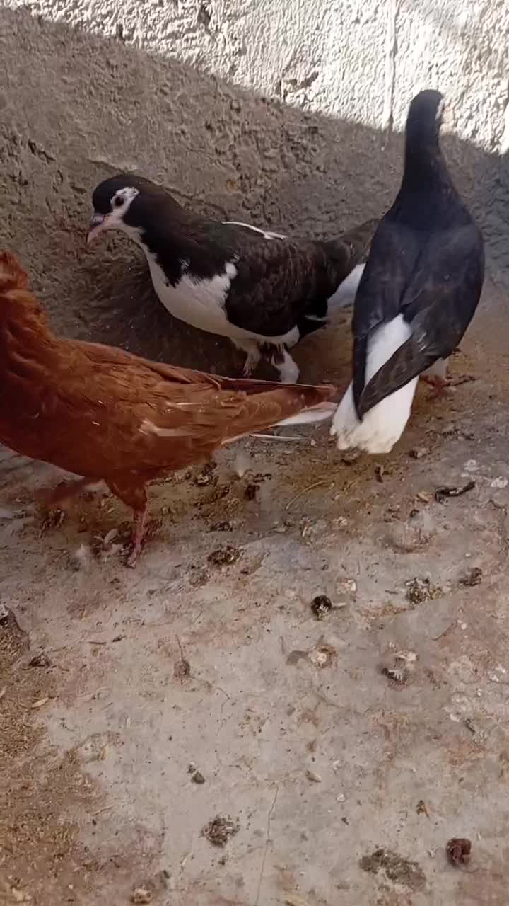 کبوترساده افشون|پرنده|اسفراین, |دیوار