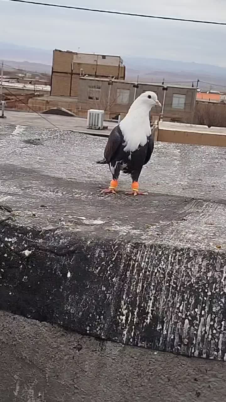 کفتر|پرنده|مشهد, کارگران|دیوار